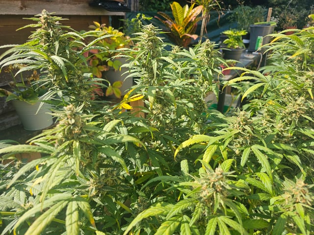 blue cheese  — flower, day 5