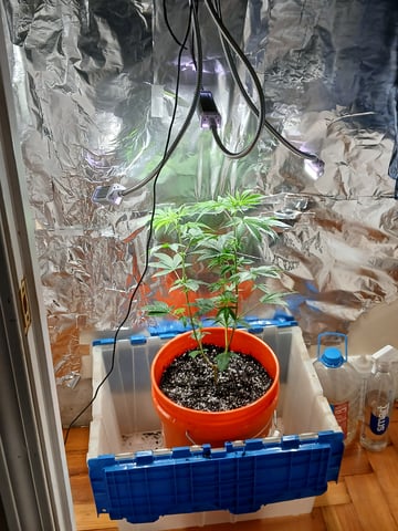 triangle kush  — vegetative, day 2