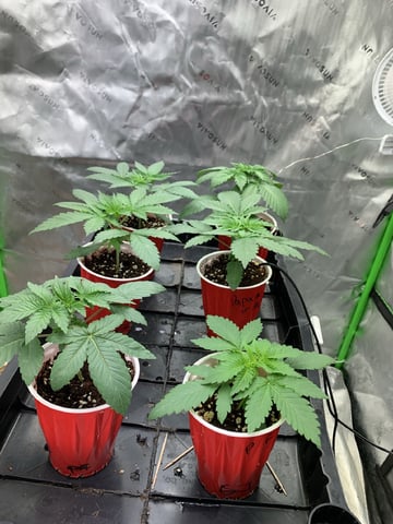 Papaya Frosting  — vegetative, day 21