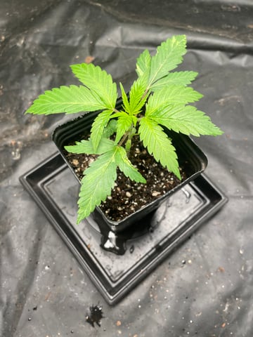 Blueberry — seedling_rooting, day 23