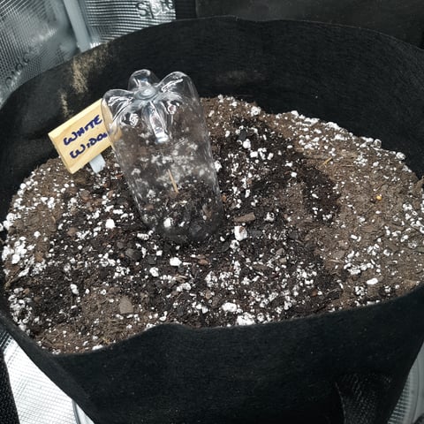 Next Attempt  — germination, day 1