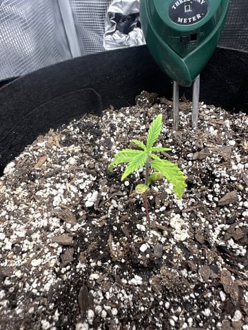 Gorilla Cookies — 1st Grow — vegetative, day 20