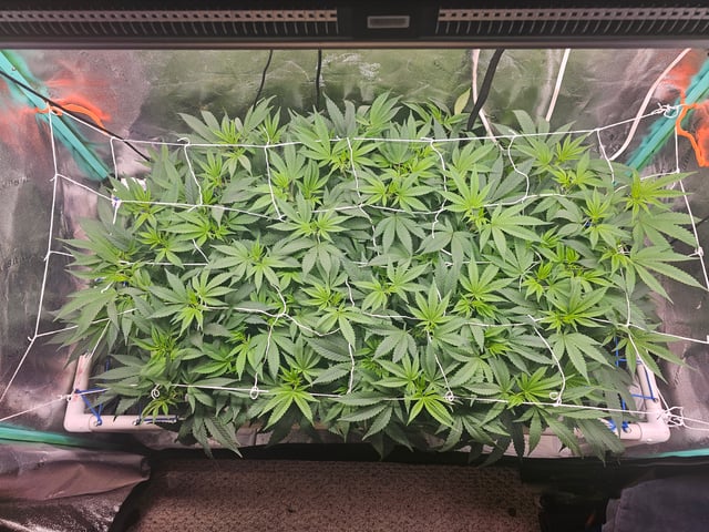 scrog from cut.  — flower, day 22