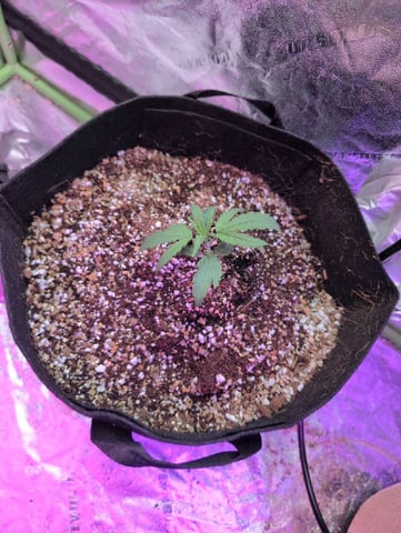 2025-26 — seedling_rooting, day 5