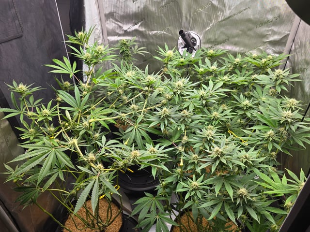 Purple Haze  — flower, day 78