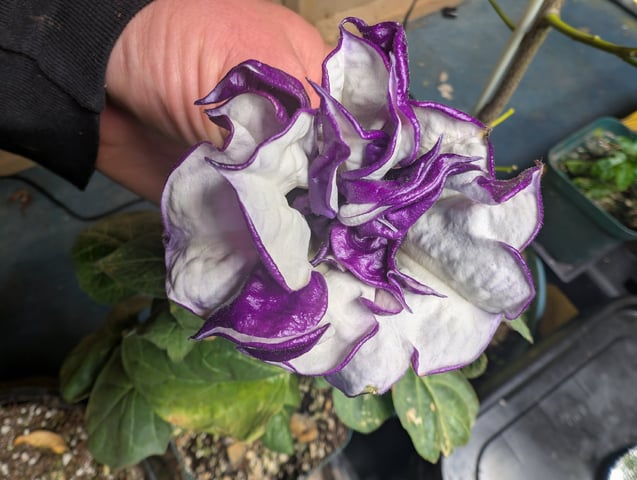 See what grows — vegetative, day 333