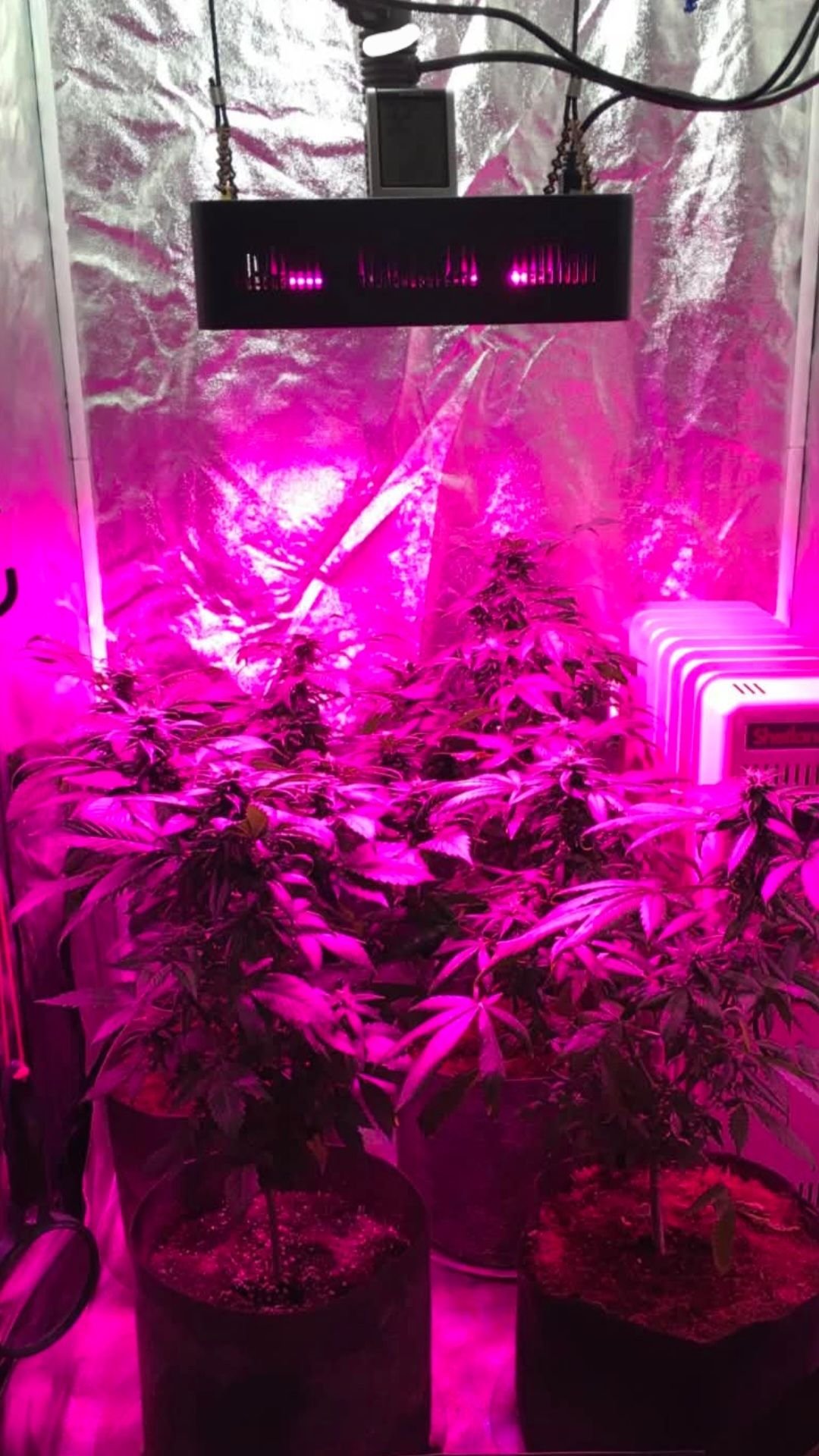 SourFlower7021