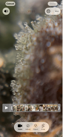 best budz — flower, day 83