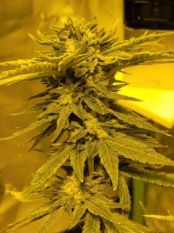 oreo blizzard — flower, day 293