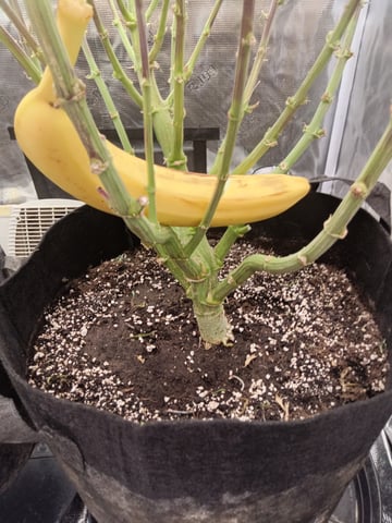 Starfighter/Ohio Guptilla Hybrid — flower, day 13