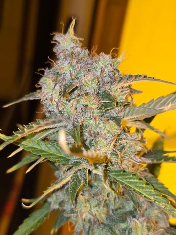 2nd Autoflower Indoor Grow — flower, day 92