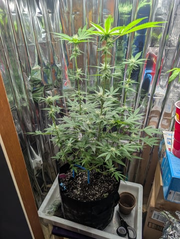 B E A utiful  — flower, day 82