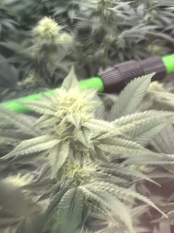 Rookie — flower, day 1