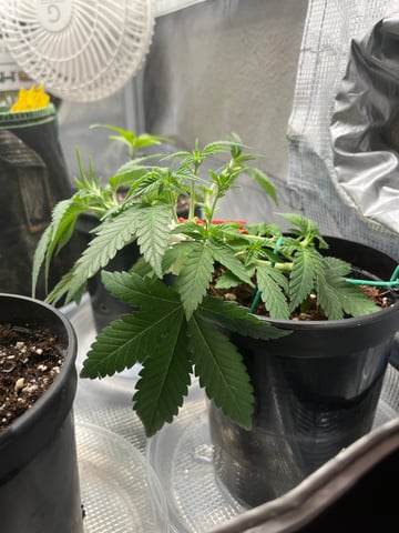 32oz Container Grow — vegetative, day 1