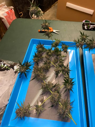 Rainbow Mints — harvest, day 58