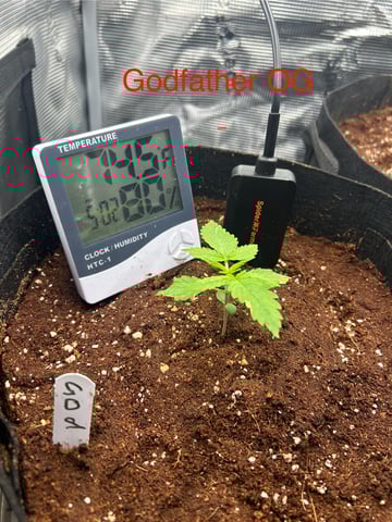 sticking to basics second grow — seedling_rooting, day 6