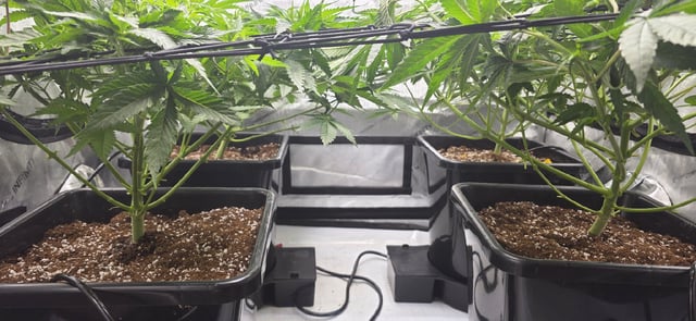 Lime Rian. — flower, day 45