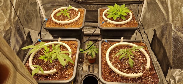 New Strains — vegetative, day 29