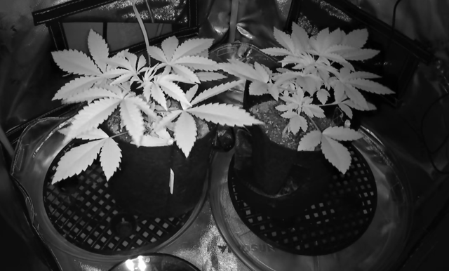 new bee's  — flower, day 93