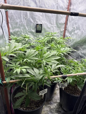 first grow in new 2x2 — flower, day 60