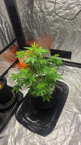 Beginner - My first grow has been an incredible experience so far! — flower, day 41