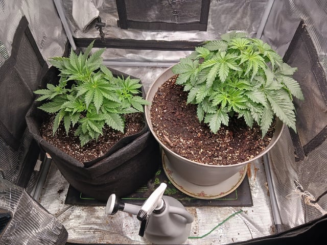 9lbhammer feminized  — vegetative, day 24