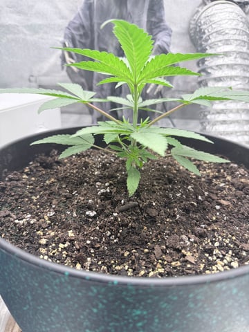 Blue Dream Grow — vegetative, day 5