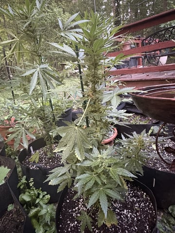 Rc Exotics — flower, day 77