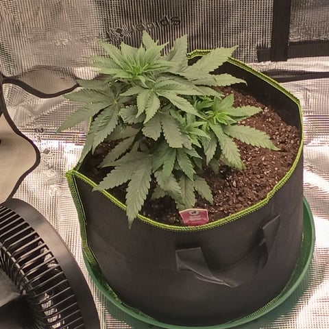 TentPlantLightFan — vegetative, day 37