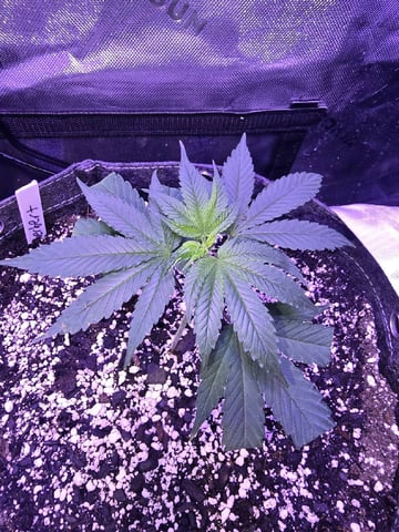 MOTHER ROOM — seedling_rooting, day 78
