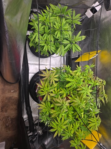 First Grow — vegetative, day 31