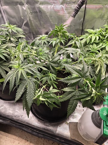  1 Blue Zushi x Venom & 1 Jack Here x Strawberry Cookies OG — vegetative, day 39