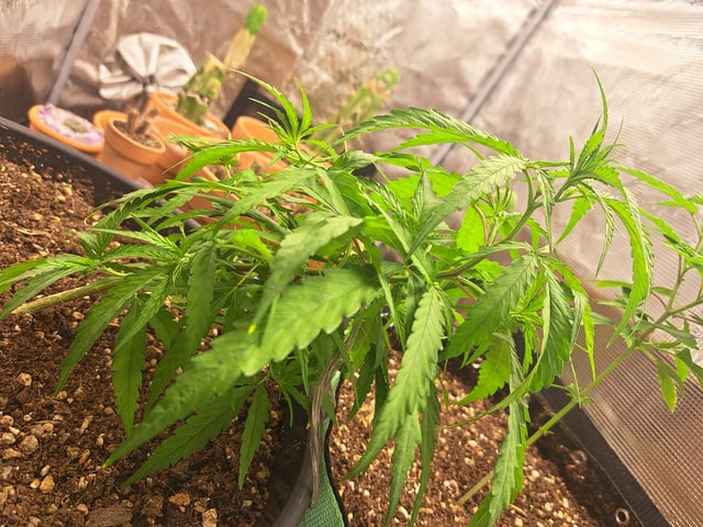 Bucket List Grow #2 — vegetative, day 90