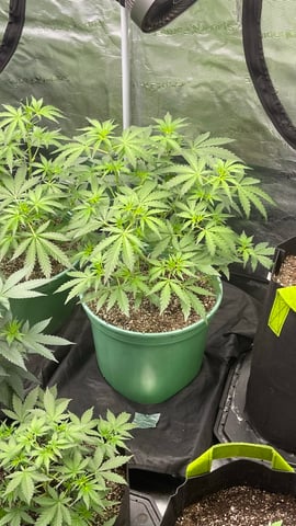 Rippleys OG Auto (Mephisto Genetics) 1st Attempt at Autos — vegetative, day 39