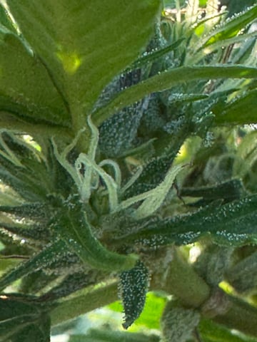 First grow — flower, day 52