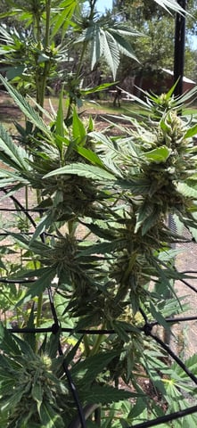 first grow — flower, day 1