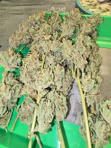 First Autoflower Indoor — harvest, day 44