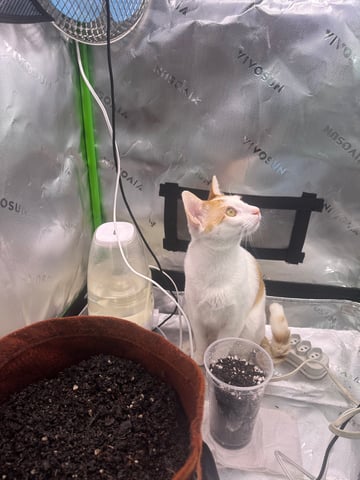 Cabana do Gato — grow_setup, day 1