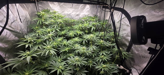 Maple Nectar  — flower, day 60