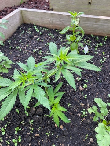 queen of soul X cap junky  — vegetative, day 52