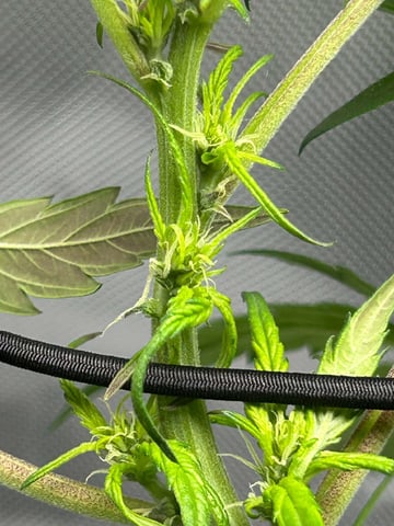 Vanna's Vanilla — flower, day 37