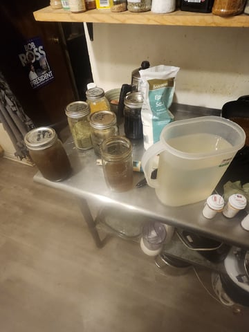 Misses Lovetts — seedling_rooting, day 1