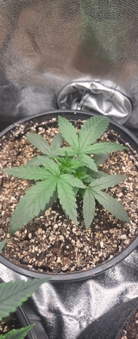 DeathStar, Grease Monkey, Goat Latto, Northern Lights — vegetative, day 39