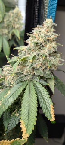 1st grow continued  — flower, day 50