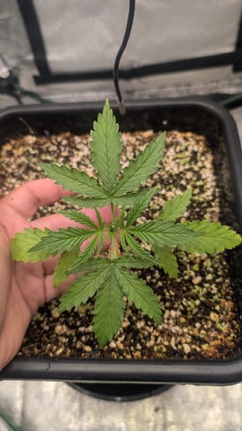 Lemon Cherry Gelato Auto — vegetative, day 21