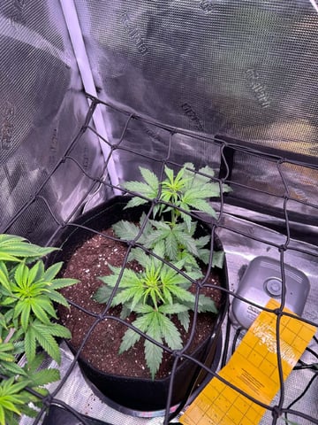 Vanna's Vanilla — vegetative, day 30