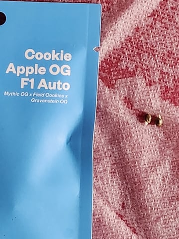 My First Indoor Grow — seedling_rooting, day 14