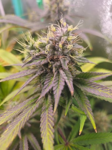 scrog from cut.  — flower, day 72