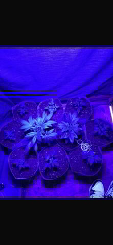 white runtz first grow  — flower, day 34