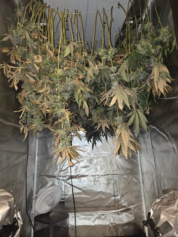 OG Kush  — harvest, day 105
